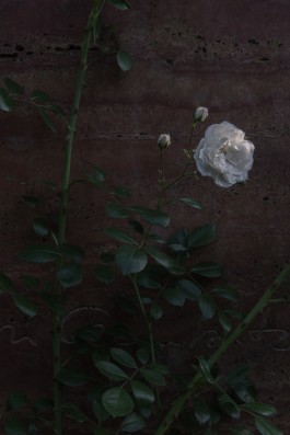 DANIEL RODRIGUEZ | Photography