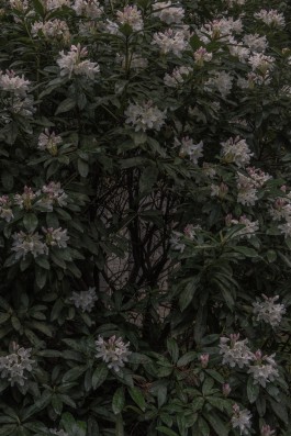 DANIEL RODRIGUEZ | Photography