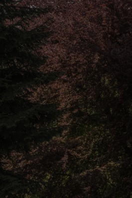 DANIEL RODRIGUEZ | Photography