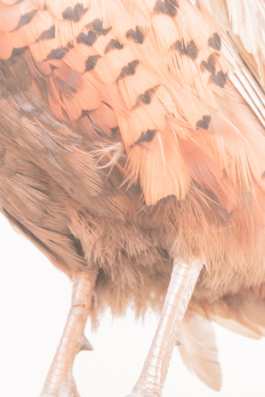 DANIEL RODRIGUEZ | Photography